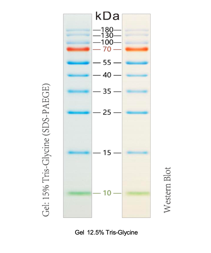 RPL180 Prestained Protein Ladder, 10–180 kDa, 250 μL