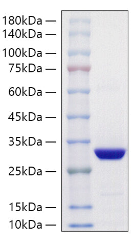 Recombinant Schistosoma japonicum GST-His Protein