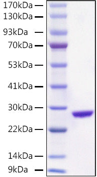 Recombinant Aequorea victoria EGFP Protein