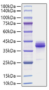 Recombinant Human IgG3 Protein