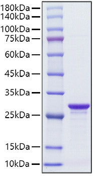 Recombinant Streptococcus SPG/IgG-binding protein G Protein