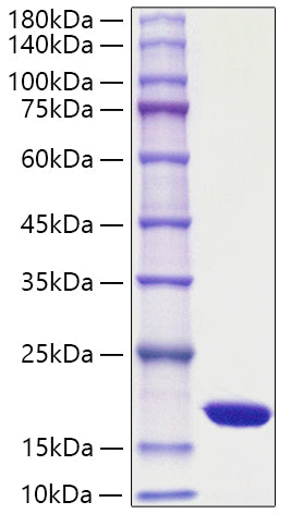 Recombinant Yeast sumo Protein