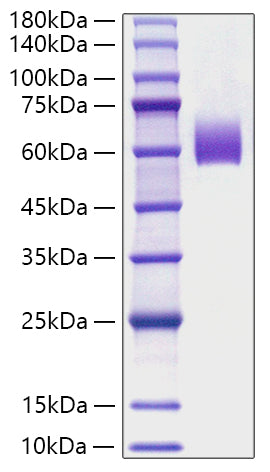 Recombinant Mouse IgE Protein