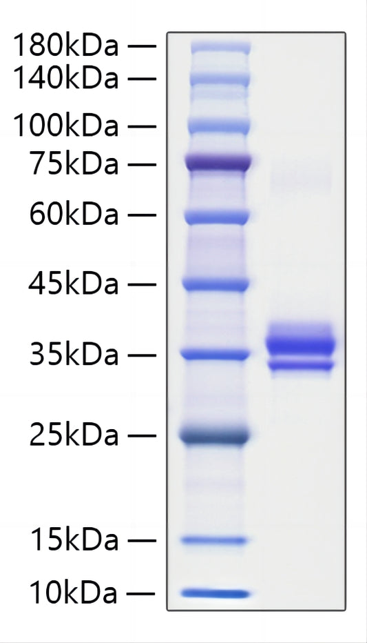 Recombinant Mouse IgG1 Protein