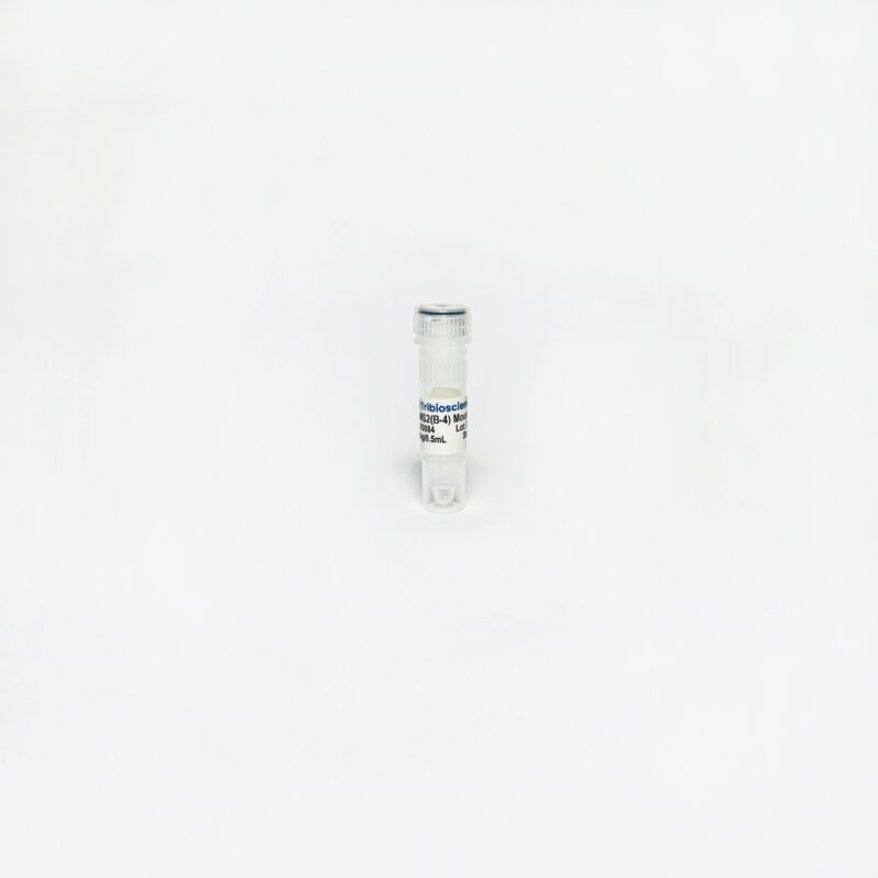 RBMS2 (B-4) Mouse Monoclonal Antibody