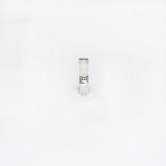RBMS2 (B-4) Mouse Monoclonal Antibody