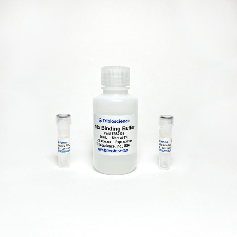 Annexin V Binding Assay Kit