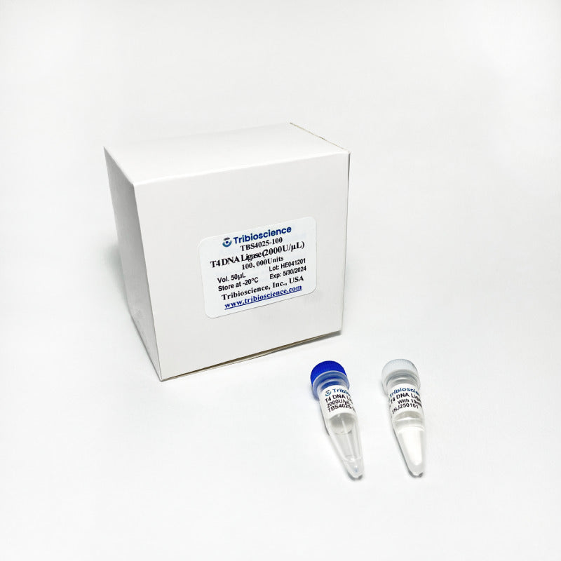 T4 DNA ligase