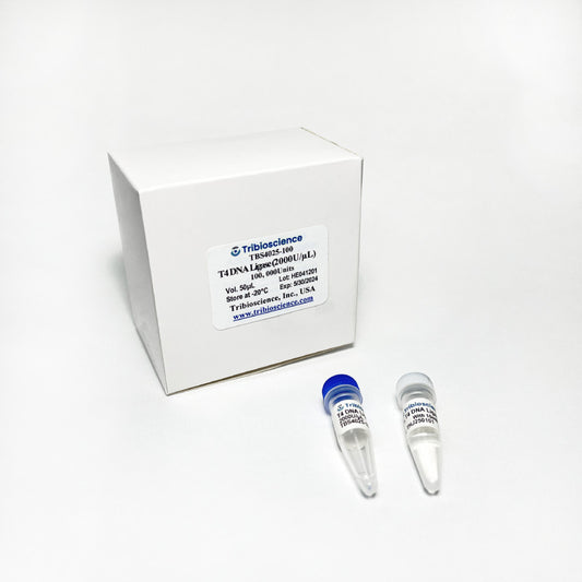 T4 DNA ligase