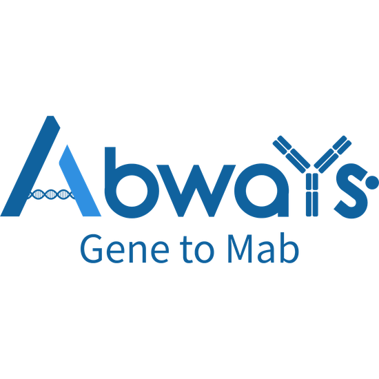 KIF23 Ab