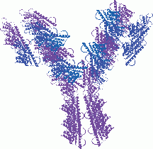 Anti-Semaphorin-4D Antibody