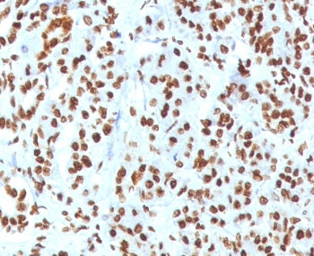 IHC staining of FFPE human pancreas tissue with recombinant Histone H1 antibody (clone OSHT-3R). Req