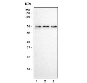 Western blot testing of human 1) HEK293, 2) HeLa and 3) PC-3 cell lysate with MINT3 antibody. Expect