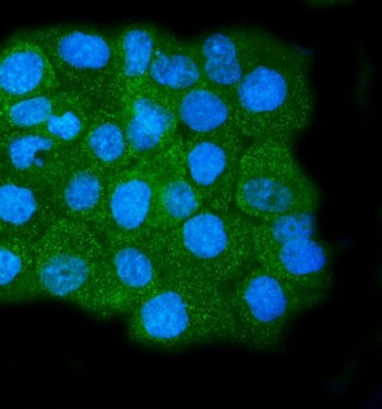 Immunofluorescent staining of FFPE human A431 cells with Calpain 1 antibody (green) and DAPI nuclear