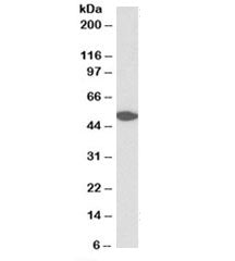 Western blot testing of human cerebellum lysate with GPR39 antibody at 0.3ug/ml. Predicted molecular