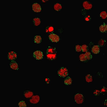 Immunofluorescent staining of PFA-fixed human MOLT4 cells with recombinant CD21 antibody (clone CR2/