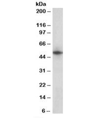 Western blot testing of human heart lysate with Septin 4 antibody at 1ug/ml. Predicted molecular wei