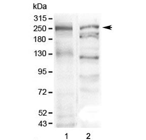 Western blot testing of 1) mouse stomach and 2) human SGC-7901 lysate with MUC6 antibody at 0.5ug/ml