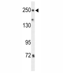PTPRD Antibody