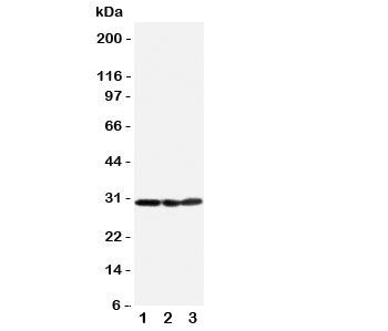 COMT Antibody