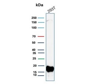 Western blot testing of human 293T cell lysate with BIRC5 antibody (clone BIRC5/9071). Predicted mol