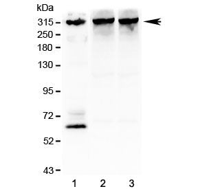 IP3R Antibody