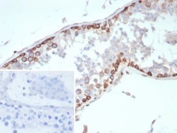 IHC staining of FFPE human testis tissue with HIF1 alpha antibody (clone HIF1A/8795). Inset: PBS use