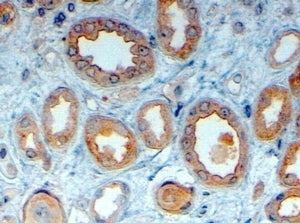 IHC testing of FFPE human kidney with LRP6 antibody at 4ug/ml. HIER: steamed with pH6 citrate buffer