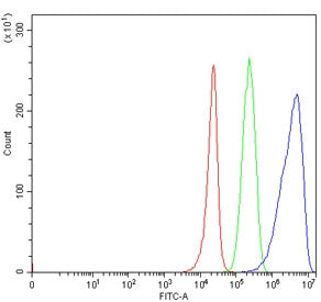 TRMT44 Antibody / METTL19