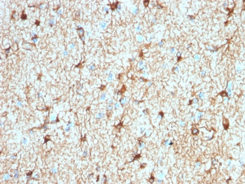 IHC testing of FFPE human cerebellum tissue with recombinant GFAP antibody (clone ASTRO/1974R). Requ