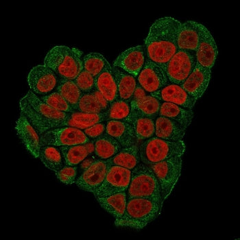 Immunofluorescent staining of paraformaldehyde-fixed human MCF7 cells with CD47 antibody (green, clo