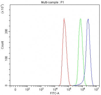 TTI2 Antibody / TELO2-interacting protein 2