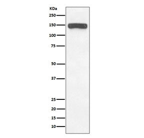 Collagen VI Antibody / COL6A1