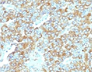 IHC staining of FFPE human adrenal gland with TIM3 antibody (clone TMDP3-1). HIER: boil tissue secti