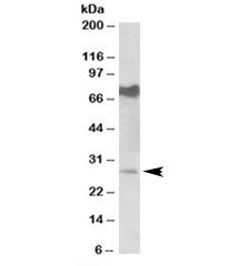 Western blot testing of mouse heart lysate with Nmnat3 antibody at 0.5ug/ml. Predicted/observed mole