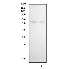 Western blot testing of human 1) HeLa and 2) A549 cell lysate with KLF5 antibody. Expected molecular