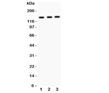 IRS1 Antibody