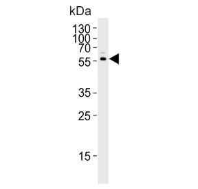 CYP2S1 Antibody