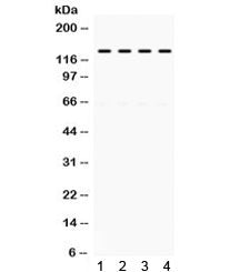 TRIF Antibody / TICAM1