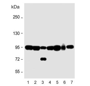 Western blot testing of human 1) CCRF-CEM, 2) NCI-H1299, 3) HT-29, 4) SW480, 5) mouse heart and 6) m