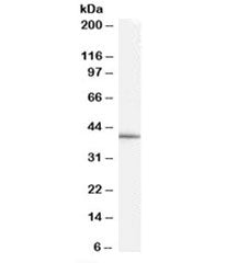 Western blot testing of HepG2 cell lysate with GATA5 antibody at 0.3ug/ml. Predicted molecular weigh