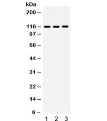NLRC4 Antibody