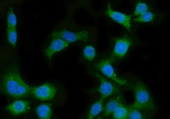 Immunofluorescent staining of FFPE human Caco-2 cells with Lanosterol 14-alpha demethylase antibody 