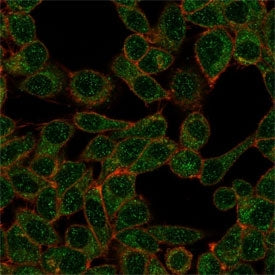 Immunofluorescent staining of PFA-fixed human HeLa cells using IRF9 antibody (green, clone PCRP-IRF9-2F8) and phalloidin (red).
