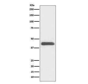 Western blot testing of human K562 cell lysate with GATA1 antibody. Predicted molecular weight ~43 k