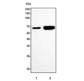 Western blot testing of 1) rat small intestine and 2) rat lung tissue lysate with Klf4 antibody. Pre