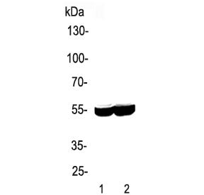 Western blot testing of 1) rat liver and 2) mouse liver lysate with CYP2E1 antibody. Predicted molec