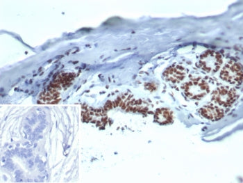 HSP70 Antibody / HSPA1B