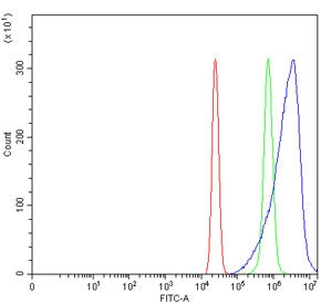 ACSS2 Antibody / Acetyl-coenzyme A synthetase