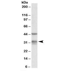 Western blot testing of mouse lung lysate with Hsd11b1 antibody at 0.3ug/ml. The expected ~32kDa ban